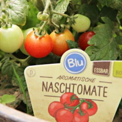 Blu Bio Cocktailtomate 'Naschtomate F1', Topf-Ø 12 Cm, 3er Set 9 Blu Bio Cocktailtomate 'Naschtomate F1', Topf-Ø 12 Cm, 3er Set -Naturgrün Verkaufsgeschäft 1620330131 Blu Bio Naschtomate T12 3er Set Cocktailtomate 2 124300