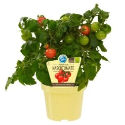 Blu Bio Cocktailtomate 'Naschtomate F1', Topf-Ø 12 Cm, 3er Set 8 Blu Bio Cocktailtomate 'Naschtomate F1', Topf-Ø 12 Cm, 3er Set -Naturgrün Verkaufsgeschäft 1620330131 Blu Bio Naschtomate T12 3er Set Cocktailtomate 3 124299