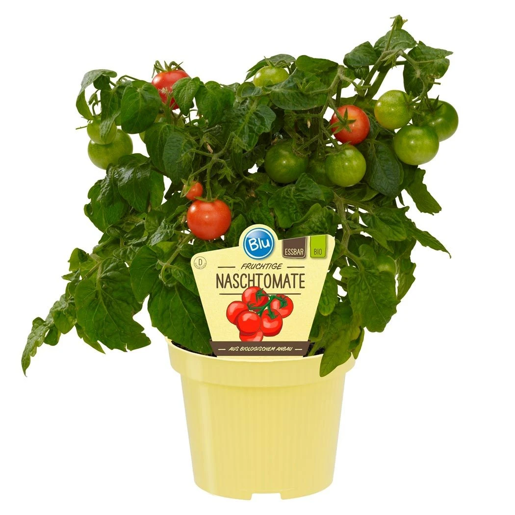 Blu Bio Cocktailtomate 'Naschtomate F1', Topf-Ø 12 Cm, 3er Set 2 Blu Bio Cocktailtomate 'Naschtomate F1', Topf-Ø 12 Cm, 3er Set – Bild 2