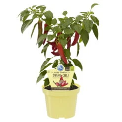 Blu Bio Chilipflanze Zwerg-Chili, Topf-Ø 12 Cm, 3er Set 11 Blu Bio Chilipflanze Zwerg-Chili, Topf-Ø 12 Cm, 3er Set -Naturgrün Verkaufsgeschäft 1620330132 Blu Bio Zwerg Chili mit Fruechte T12 3er Set extra scharf 10 124304