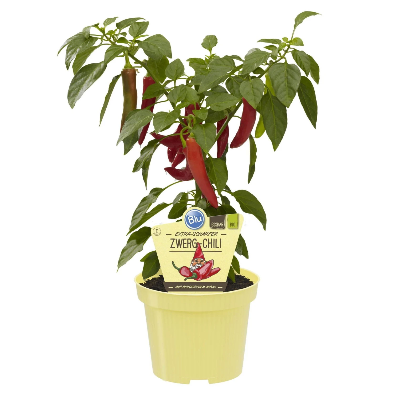 Blu Bio Chilipflanze Zwerg-Chili, Topf-Ø 12 Cm, 3er Set 2 Blu Bio Chilipflanze Zwerg-Chili, Topf-Ø 12 Cm, 3er Set – Bild 2