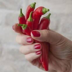 Blu Bio Chilipflanze Zwerg-Chili, Topf-Ø 12 Cm, 3er Set 16 Blu Bio Chilipflanze Zwerg-Chili, Topf-Ø 12 Cm, 3er Set -Naturgrün Verkaufsgeschäft 1620330132 Blu Bio Zwerg Chili mit Fruechte T12 3er Set extra scharf 1 124309