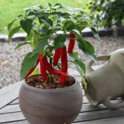 Blu Bio Chilipflanze Zwerg-Chili, Topf-Ø 12 Cm, 3er Set 14 Blu Bio Chilipflanze Zwerg-Chili, Topf-Ø 12 Cm, 3er Set -Naturgrün Verkaufsgeschäft 1620330132 Blu Bio Zwerg Chili mit Fruechte T12 3er Set extra scharf 6 124307