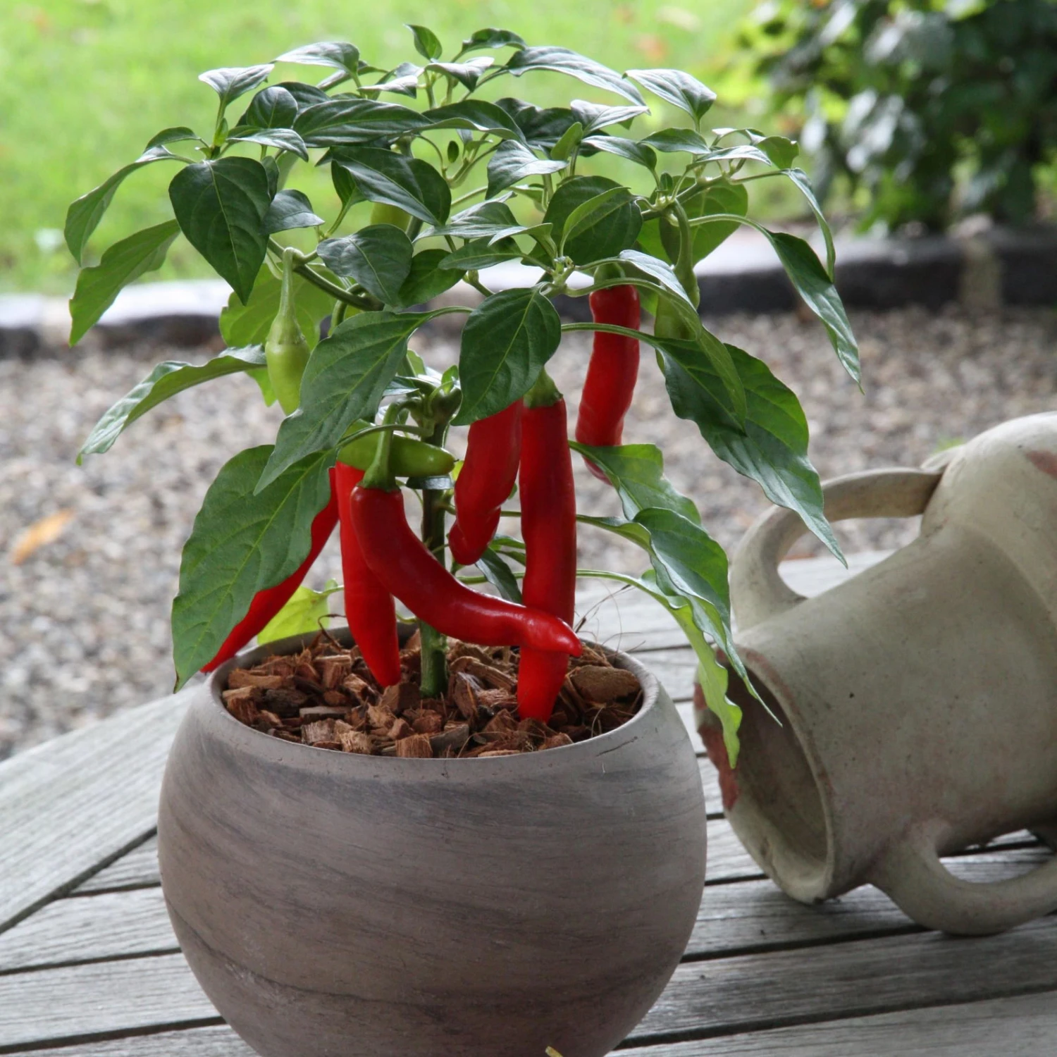 Blu Bio Chilipflanze Zwerg-Chili, Topf-Ø 12 Cm, 3er Set 5 Blu Bio Chilipflanze Zwerg-Chili, Topf-Ø 12 Cm, 3er Set – Bild 5