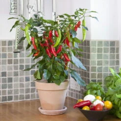 Blu Bio Chilipflanze Zwerg-Chili, Topf-Ø 12 Cm, 3er Set 13 Blu Bio Chilipflanze Zwerg-Chili, Topf-Ø 12 Cm, 3er Set -Naturgrün Verkaufsgeschäft 1620330132 Blu Bio Zwerg Chili mit Fruechte T12 3er Set extra scharf 9 124306