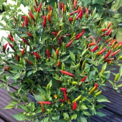 Blu Bio Chili 'Thai Chili F1', Topf-Ø 15 Cm, 3er Set 17 Blu Bio Chili 'Thai Chili F1', Topf-Ø 15 Cm, 3er Set -Naturgrün Verkaufsgeschäft 1620330133 Blu Bio Thai Chili T15 3er Set mit Fruechte 11 124316