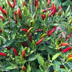 Blu Bio Chili 'Thai Chili F1', Topf-Ø 15 Cm, 3er Set 15 Blu Bio Chili 'Thai Chili F1', Topf-Ø 15 Cm, 3er Set -Naturgrün Verkaufsgeschäft 1620330133 Blu Bio Thai Chili T15 3er Set mit Fruechte 2 124314