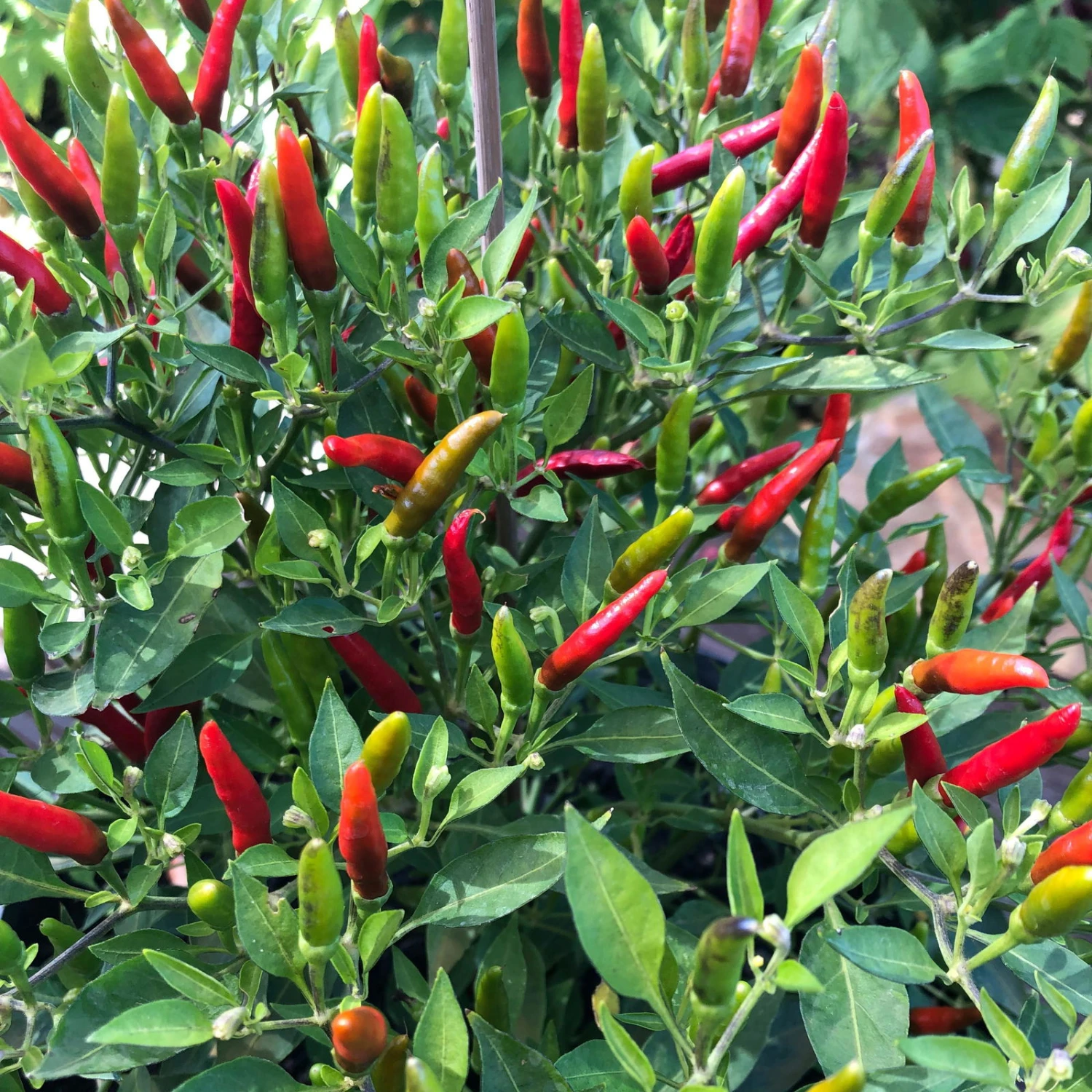 Blu Bio Chili 'Thai Chili F1', Topf-Ø 15 Cm, 3er Set 5 Blu Bio Chili 'Thai Chili F1', Topf-Ø 15 Cm, 3er Set – Bild 5