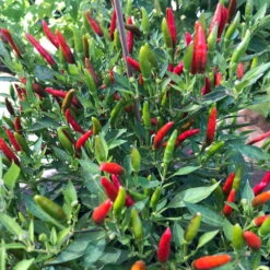 Blu Bio Chili 'Thai Chili F1', Topf-Ø 15 Cm, 3er Set 14 Blu Bio Chili 'Thai Chili F1', Topf-Ø 15 Cm, 3er Set -Naturgrün Verkaufsgeschäft 1620330133 Blu Bio Thai Chili T15 3er Set mit Fruechte 3 124313