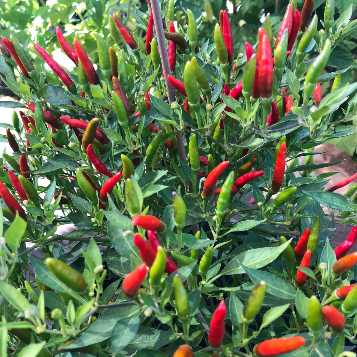 Blu Bio Chili 'Thai Chili F1', Topf-Ø 15 Cm, 3er Set 4 Blu Bio Chili 'Thai Chili F1', Topf-Ø 15 Cm, 3er Set – Bild 4