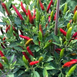 Blu Bio Chili 'Thai Chili F1', Topf-Ø 15 Cm, 3er Set 19 Blu Bio Chili 'Thai Chili F1', Topf-Ø 15 Cm, 3er Set -Naturgrün Verkaufsgeschäft 1620330133 Blu Bio Thai Chili T15 3er Set mit Fruechte 4 124318