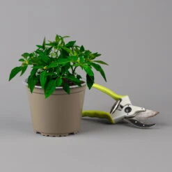 Blu Bio Chili 'Thai Chili F1', Topf-Ø 15 Cm, 3er Set 16 Blu Bio Chili 'Thai Chili F1', Topf-Ø 15 Cm, 3er Set -Naturgrün Verkaufsgeschäft 1620330133 Blu Bio Thai Chili T15 3er Set mit Fruechte 124315