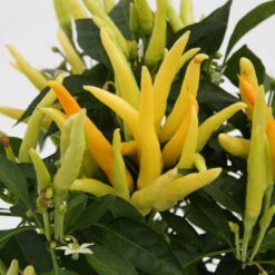 Blu Bio Paprikapflanze 'Paprikaños', Topf-Ø 15 Cm, 3er Set -Naturgrün Verkaufsgeschäft 1620330135 Blu Bio Paprikanos T15 3er Set mit Fruechte 3 124323