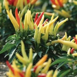 Blu Bio Paprikapflanze 'Paprikaños', Topf-Ø 15 Cm, 3er Set -Naturgrün Verkaufsgeschäft 1620330135 Blu Bio Paprikanos T15 3er Set mit Fruechte 5 124325