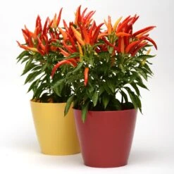 Blu Bio Paprikapflanze 'Paprikaños', Topf-Ø 15 Cm, 3er Set -Naturgrün Verkaufsgeschäft 1620330135 Blu Bio Paprikanos T15 3er Set mit Fruechte 6 124324