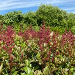 Bio Prachtspiere Rot, Topf-Ø 11 Cm, 3er-Set -Naturgrün Verkaufsgeschäft 319100263 astilbe arendsii rot 1 123842