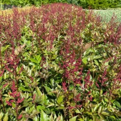 Bio Prachtspiere Rot, Topf-Ø 11 Cm, 3er-Set -Naturgrün Verkaufsgeschäft 319100263 astilbe arendsii rot 3 123844