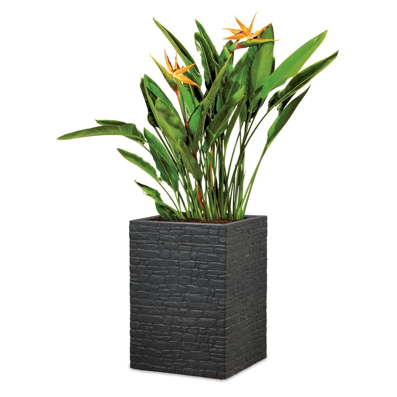 Pflanzgefäß 'Muretto High', Schwarz, L 26 X B 26 X H 60 Cm 1 Pflanzgefäß 'Muretto High', Schwarz, L 26 X B 26 X H 60 Cm