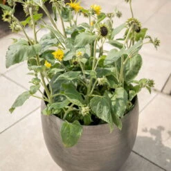 Pflanzgefäß 'Rowen', Silber, Ø 42 X H 41 Cm 14 Pflanzgefäß 'Rowen', Silber, Ø 42 X H 41 Cm -Naturgrün Verkaufsgeschäft 3210801625 3210801626 3210801627 3210801628 Pflanzgefaess Rowen silber 6 115002 1