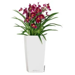 LECHUZA Cubico Premium 40, Weiß Hochglanz, All-in-One-Set, 40 X 40, H:75 Cm -Naturgrün Verkaufsgeschäft 3325100114 CubicoPremium22 weiss All in One Set 22x22x41cm RGB 2 7572