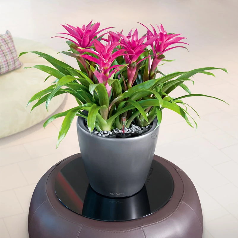 LECHUZA Classico Premium LS, All-in-One-Set, Anthrazit-metallic, Ø 21 Cm, H:20 Cm 1 LECHUZA Classico Premium LS, All-in-One-Set, Anthrazit-metallic, Ø 21 Cm, H:20 Cm