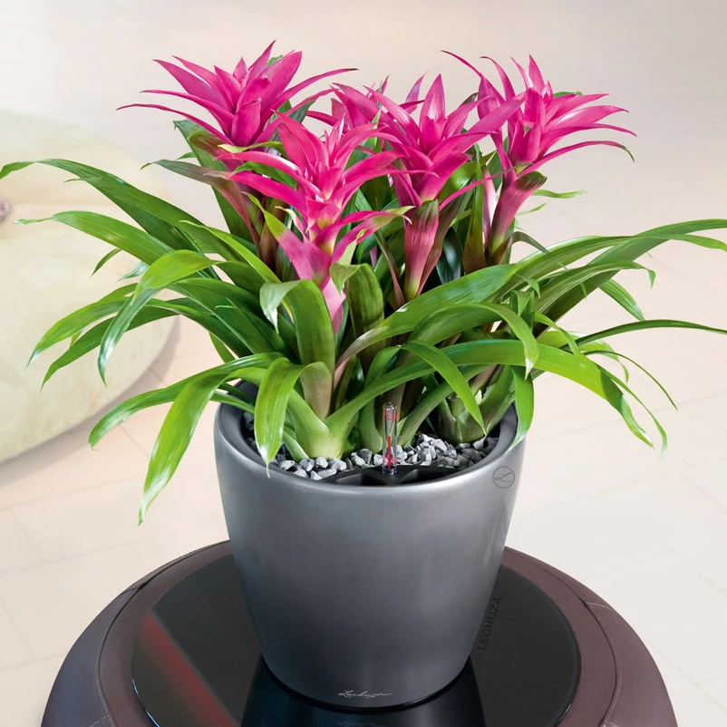 LECHUZA Classico Premium 43 LS, Anthrazit-metallic, Ø 43 Cm, H:40 Cm 1 LECHUZA Classico Premium 43 LS, Anthrazit-metallic, Ø 43 Cm, H:40 Cm