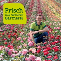 Tafeltraube 'Fanny®' -Naturgrün Verkaufsgeschäft Rosenfeld wenk 2000x2000 18