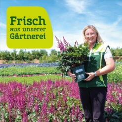 Bio Flammenblume 'Franz Schubert' Hellviolett, Topf-Ø 11 Cm, 3er-Set -Naturgrün Verkaufsgeschäft frau setz eigenproduktion 31